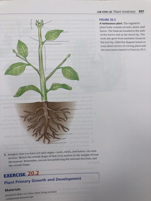 Solved Label Figure 20.3 of the herbaceous plant