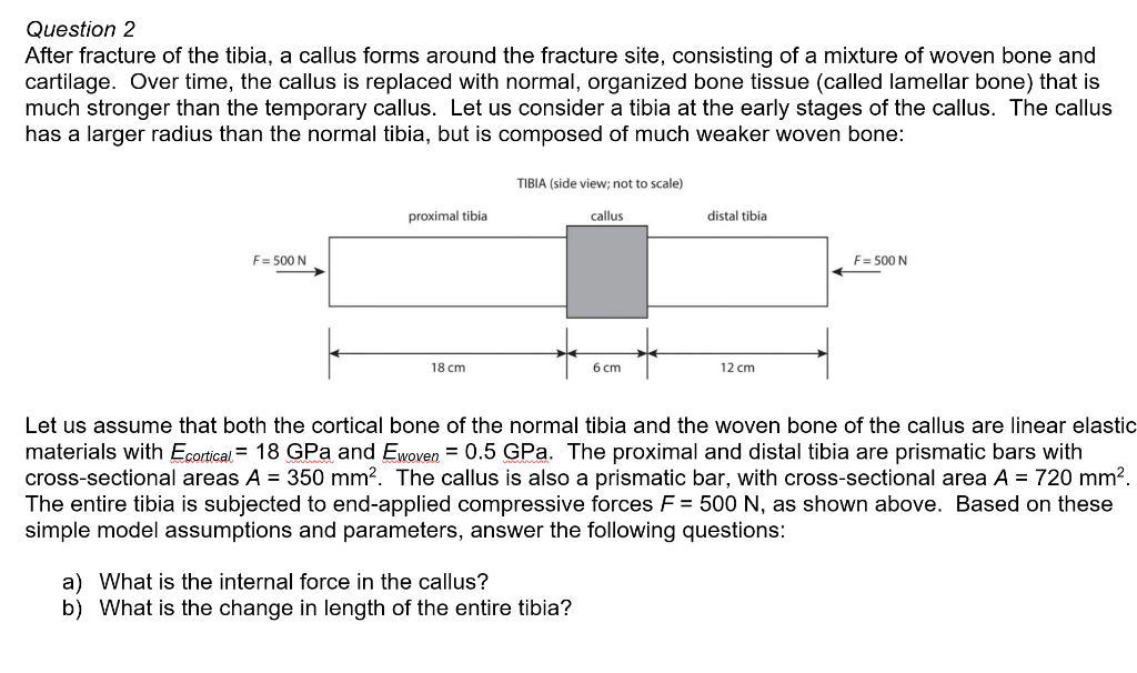 Solved Question 2 After fracture of the tibia, a callus | Chegg.com