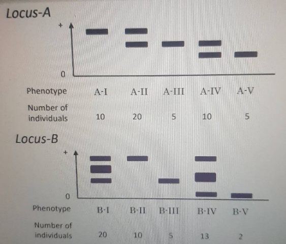 Solved Estimate the genotype of each phenotype and calculate | Chegg.com