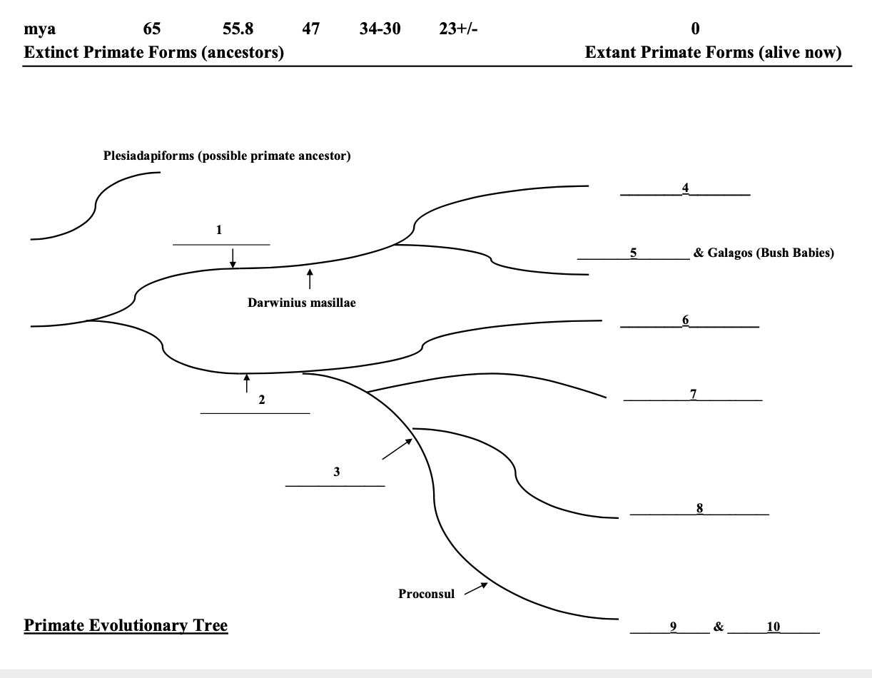 47 3430 23+/ 0 mya 65 55.8 Extinct Primate Forms
