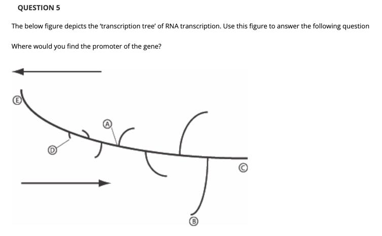 Solved QUESTION 5 The below figure depicts the transcription | Chegg.com