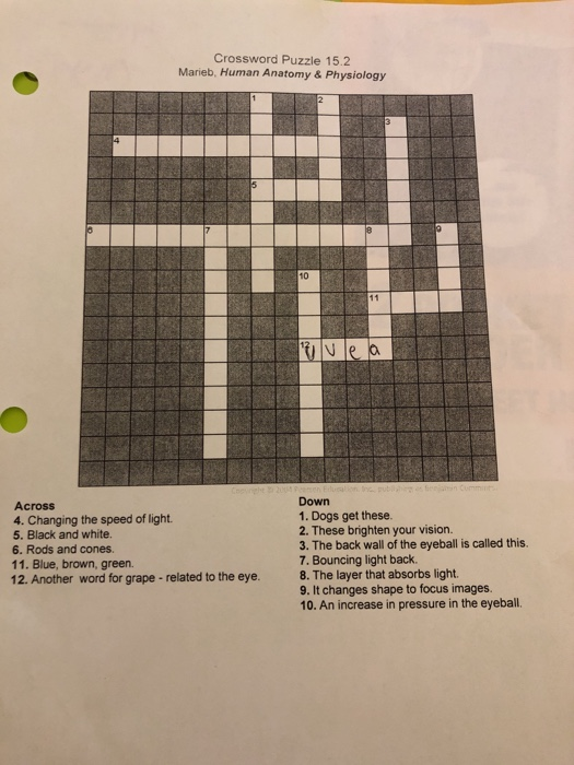Solved Crossword Puzzle 15 2 Marieb Human Anatomy Chegg com