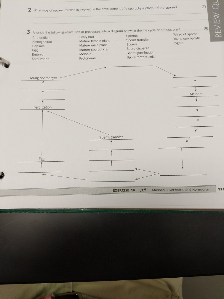 This diagram shows the life cycle of plants and the alternation of generations.