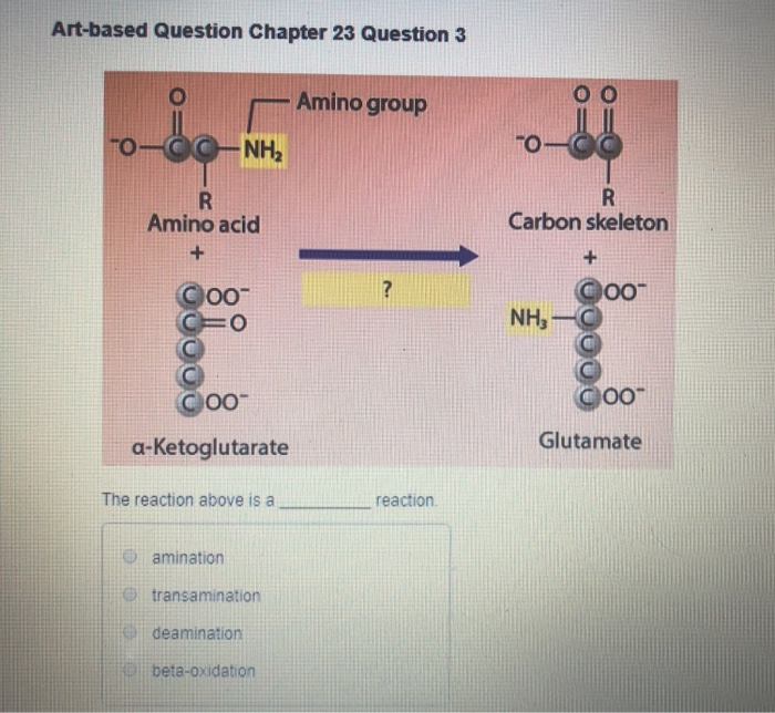 Solved Artbased Question Chapter 23 Question 3 Amino group