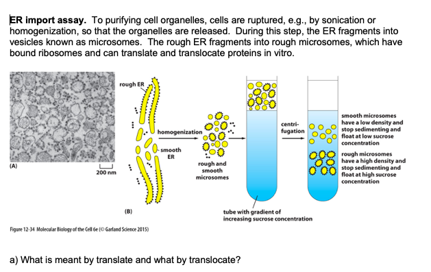 Solved ER import assay. To purifying cell organelles, cells | Chegg.com