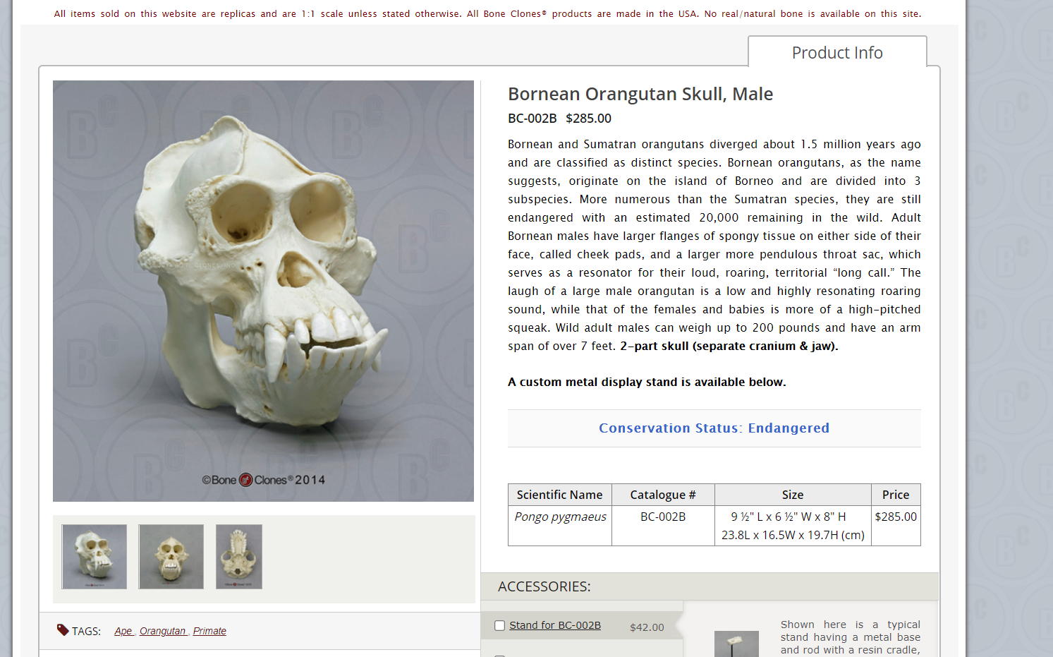 Male Human Skull with Brain and Stand - Bone Clones, Inc. - Osteological  Reproductions