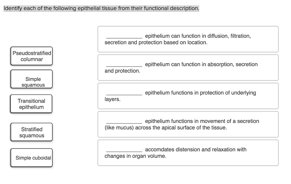 solved-identify-each-of-the-following-epithelial-tissue-from-chegg