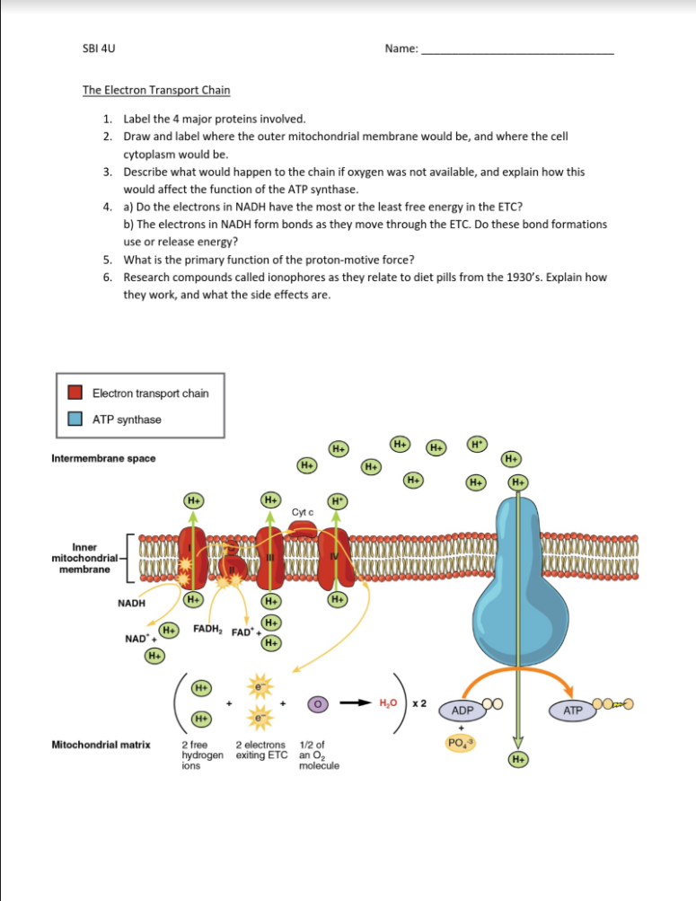 The Electron Transport Chain 1. Label the 4 major | Chegg.com