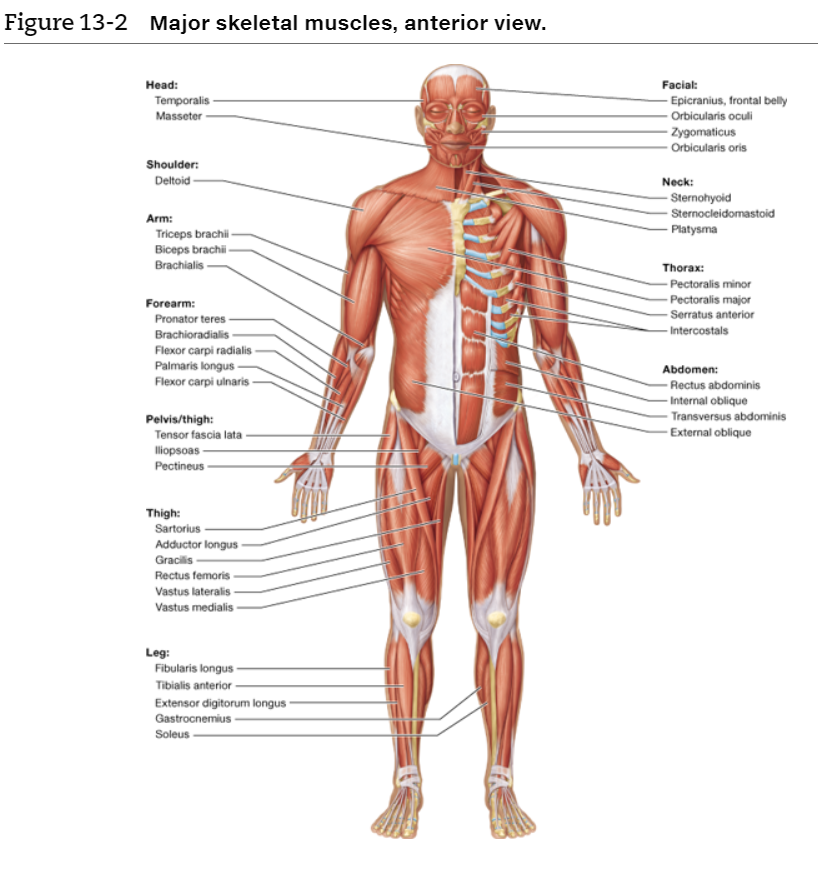 1 Location Of The Muscle The Names Of Some Muscles Chegg Com