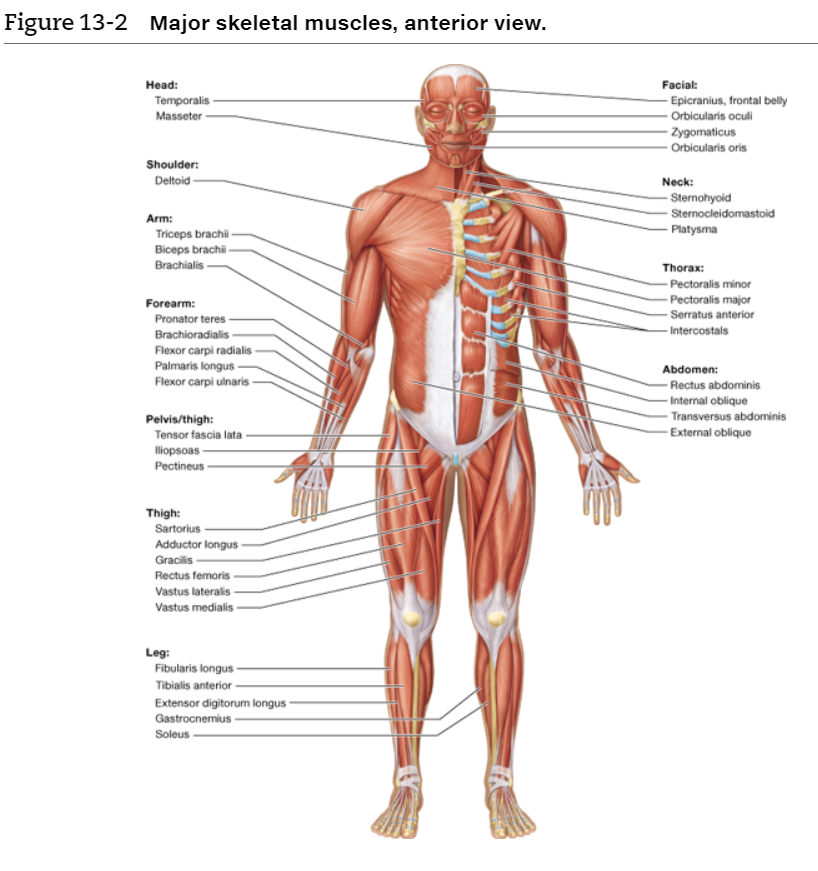 Solved 1 Location Of The Muscle The Names Of Some Muscl Chegg Com