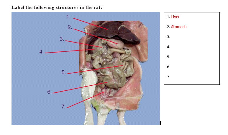 Solved Label the following structures in the rat: 1. Liver | Chegg.com