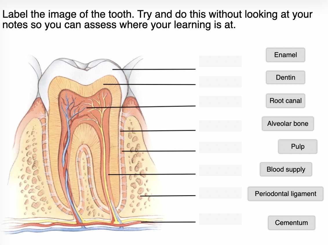 Solved Label the image of the tooth. Try and do this without | Chegg.com