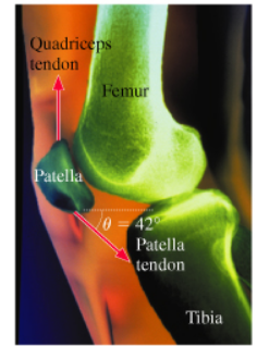 Solved What size force does the femur exert on the kneecap | Chegg.com