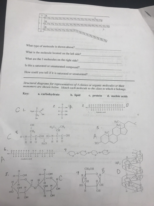 Solved What type of molecule is shown above? what is the | Chegg.com