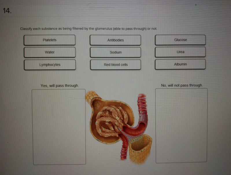 Solved 14 Classify each substance as being filtered by the | Chegg.com