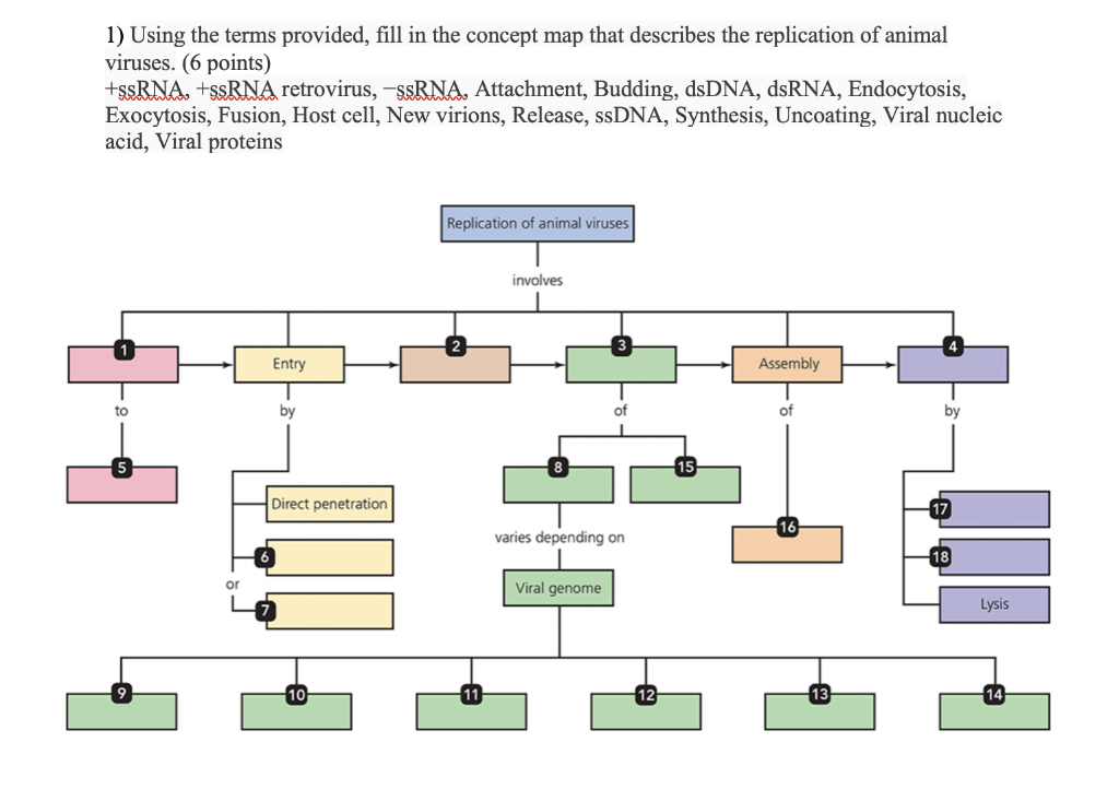 Solved 1) Using the terms provided, fill in the concept map 