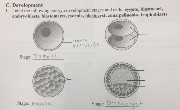 Solved C Development 1 Label The Following Embryo