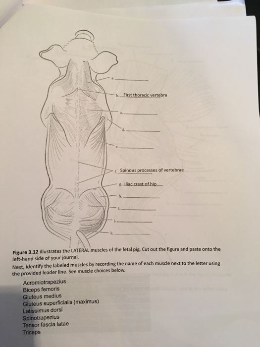 Fetal Pig Muscle Diagram - Wiring Diagram