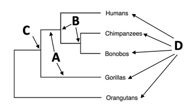 Solved which letter is labeling the terminal nodes, the | Chegg.com