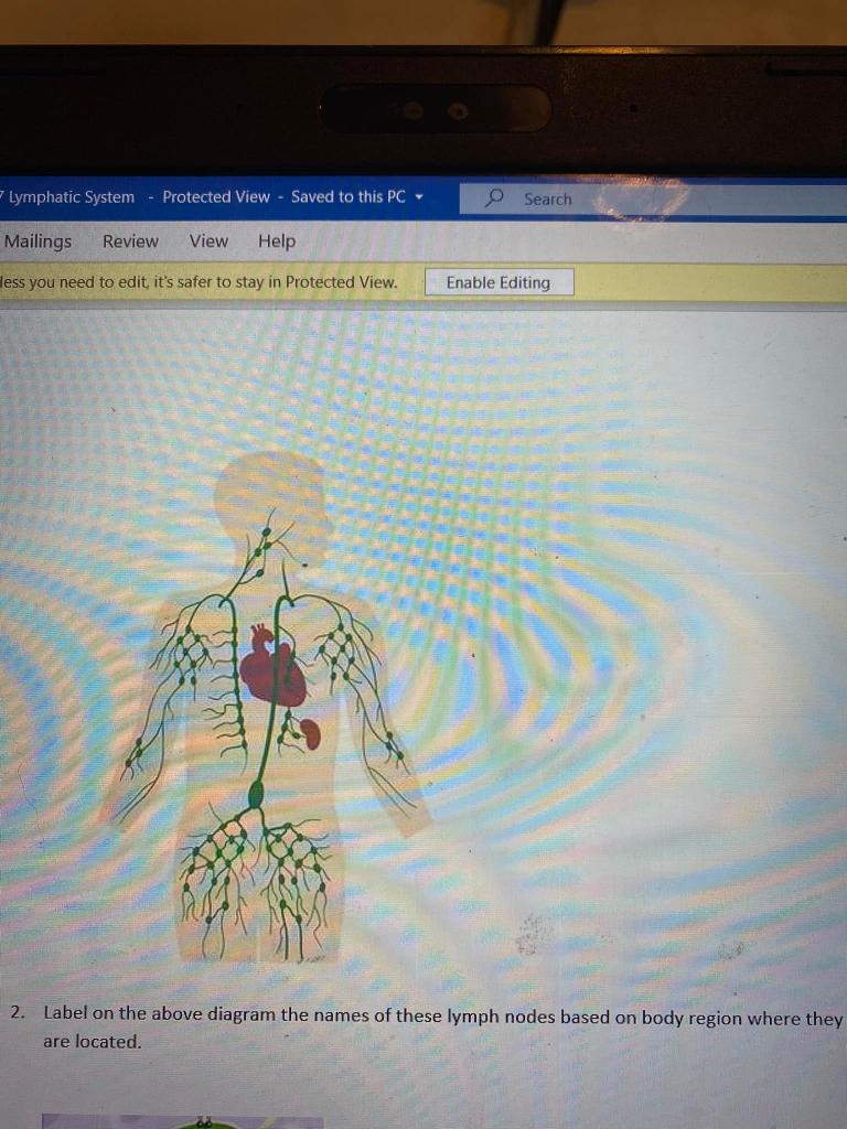 Solved Label on the above diagram the names of these lymph | Chegg.com