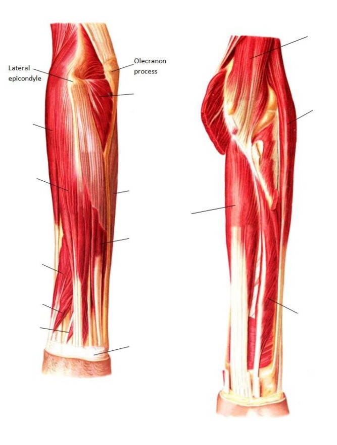 [Solved]: Muscles, Retinacula and Structures of the Forearm