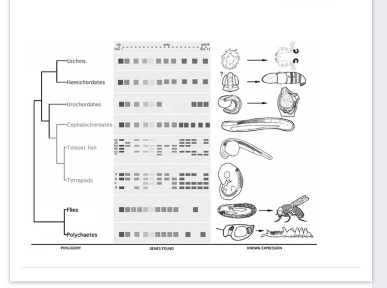 Solved The Phylogeny Below Shows Hox Clusters In Several | Chegg.com