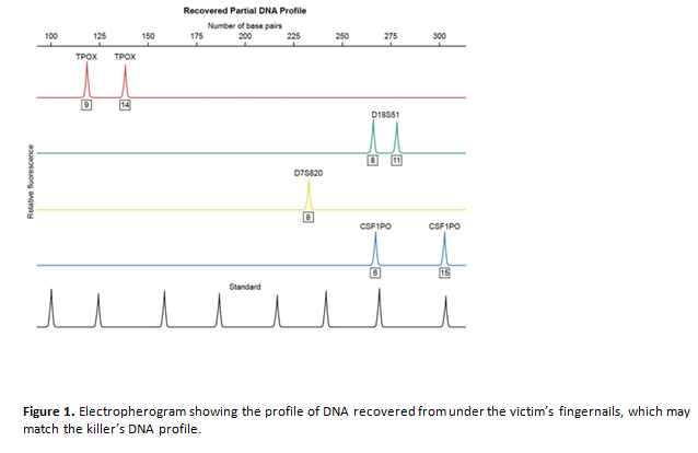 case study the innocence project biointeractive