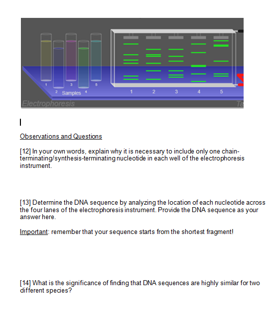 Solved: Electrophoresis Observations And Questions [12] In... | Chegg.com