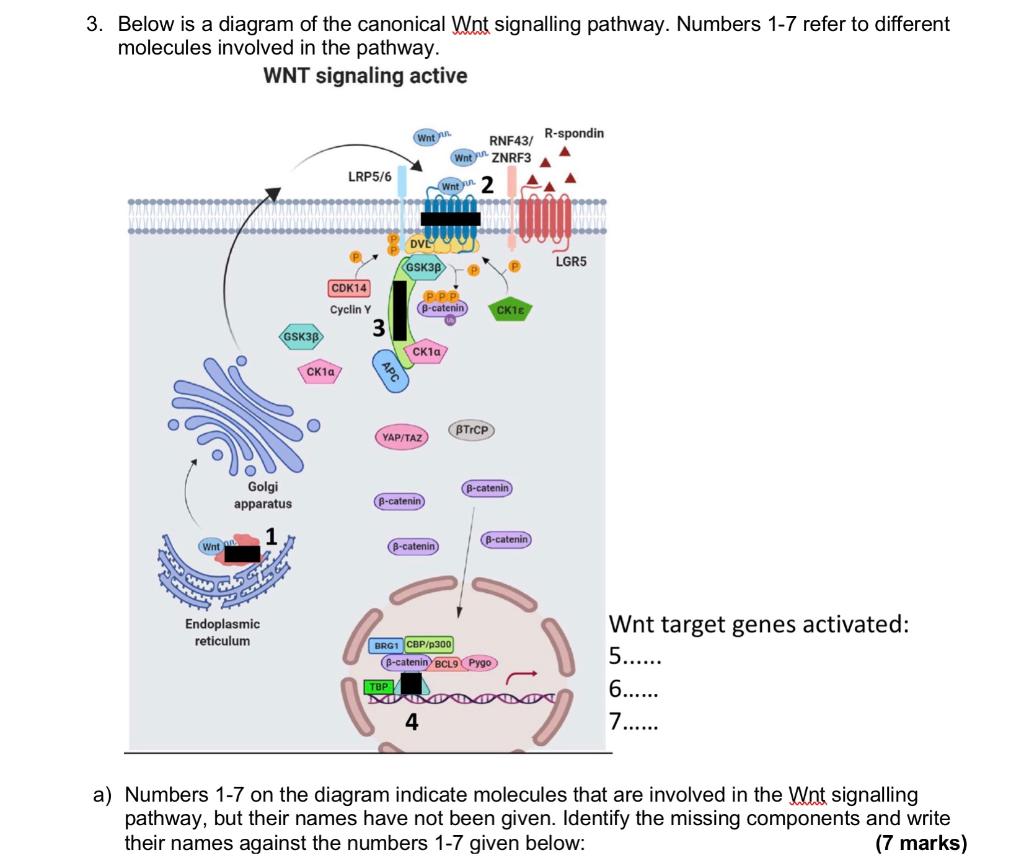 3. Below is a diagram of the canonical Wnt signalling pathway. Numbers 1-7 refer to different molecules involved in the pathw