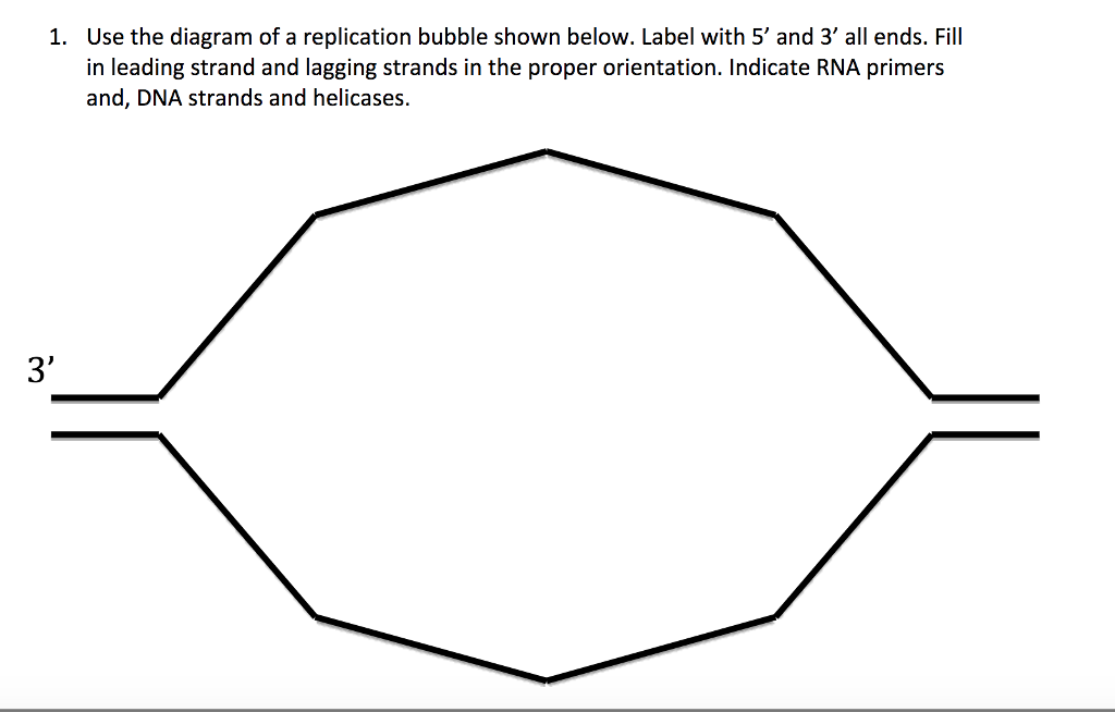 Solved Use The Diagram Of A Replication Bubble Shown Below. | Chegg.com