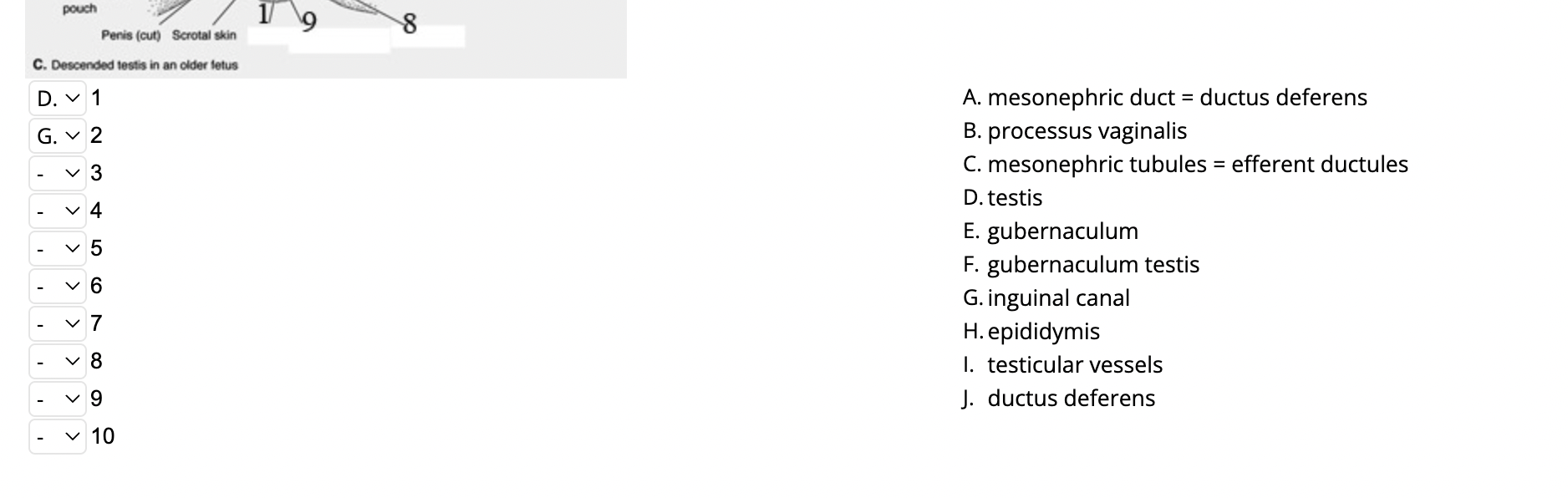 A. mesonephric duct = ductus deferens
B. processus vaginalis
C. mesonephric tubules \( = \) efferent ductules
D. testis
E. gu