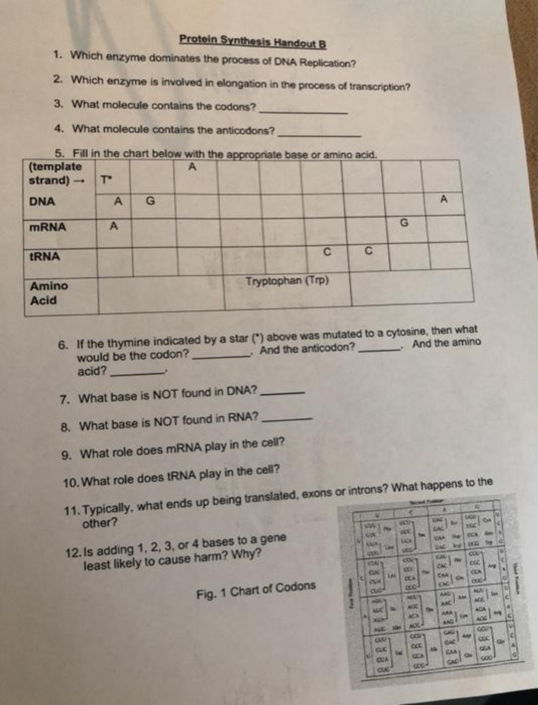 Solved Protein Synthesis Handout BWhich enzyme dominates the