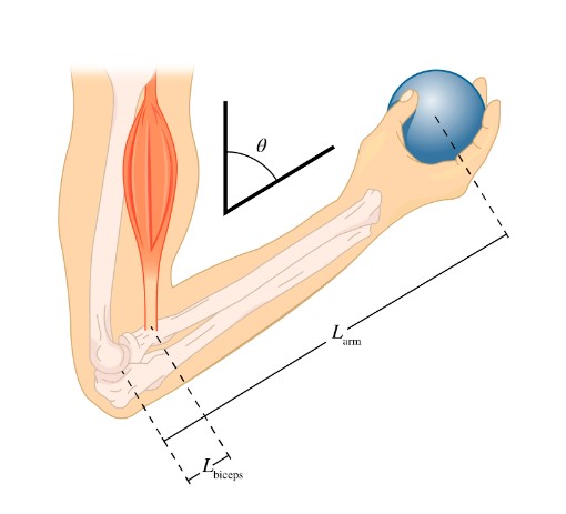 Solved The forearm of length 𝐿arm=35.0 cm shown in the | Chegg.com