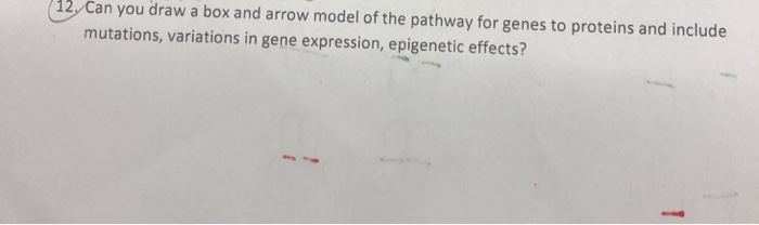 Solved 12 Can you draw a box and arrow model of the pathway | Chegg.com