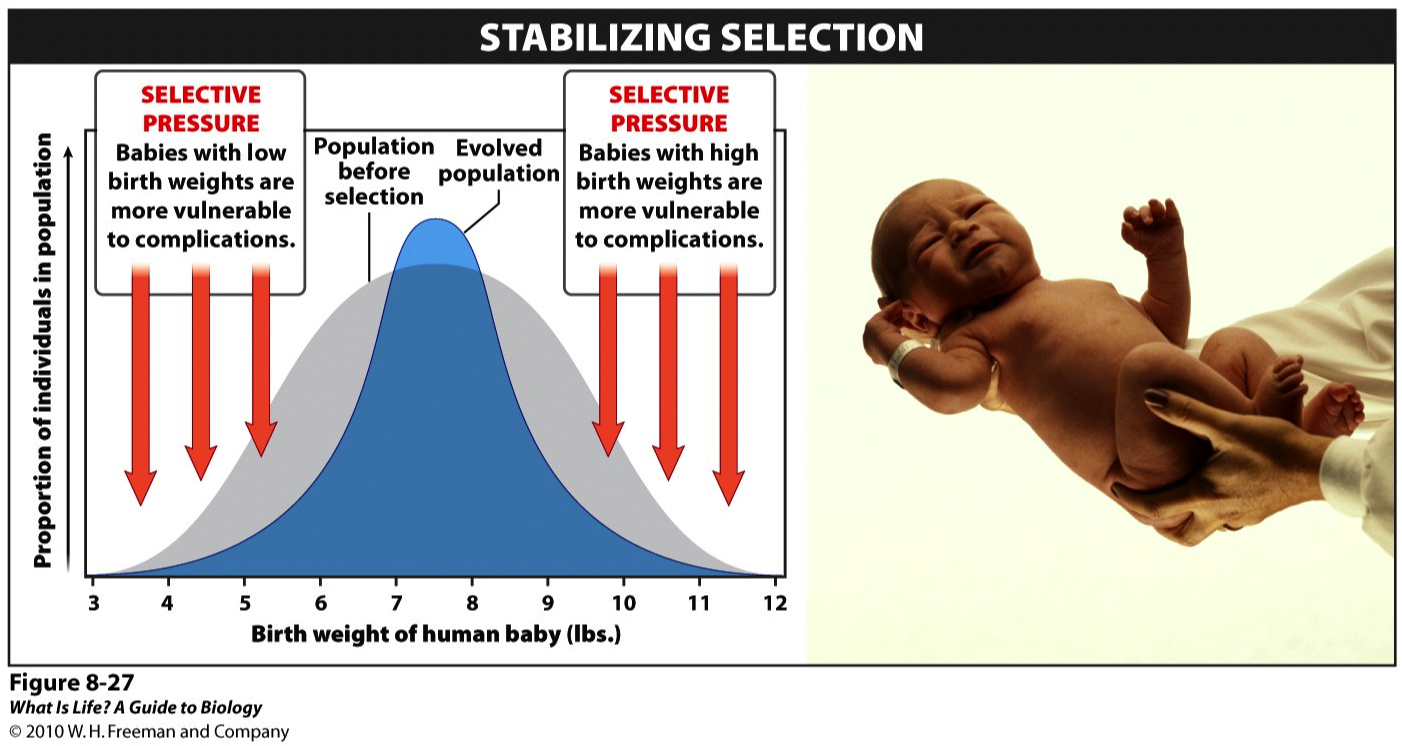 stabilizing selection example in animals