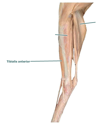 tibialis anterior muscle cat