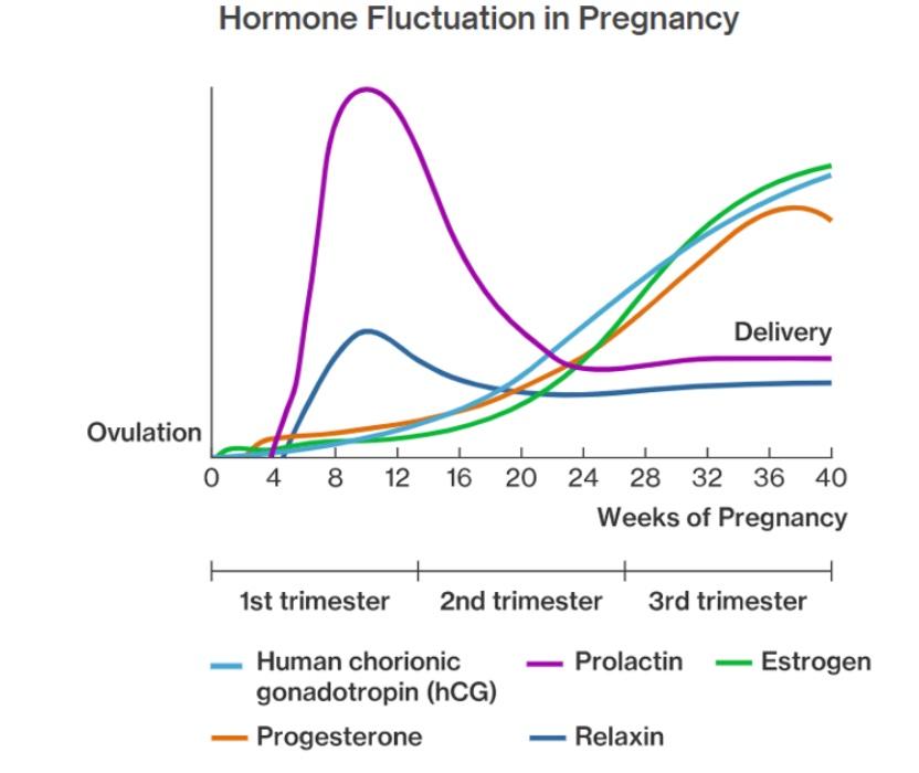 solved-a-usual-human-pregnancy-lasts-40-weeks-where-a-chegg