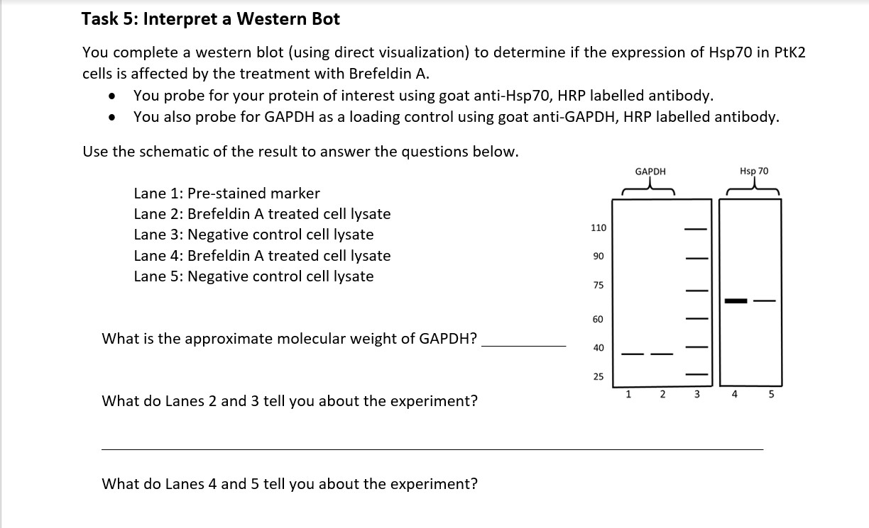 Solved Task 4: Western Blot Theory (why Do We Do Each Step?) | Chegg.com