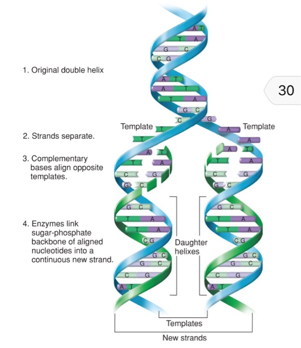 Solved Depicts Watson and Crick’s initial proposal for how | Chegg.com