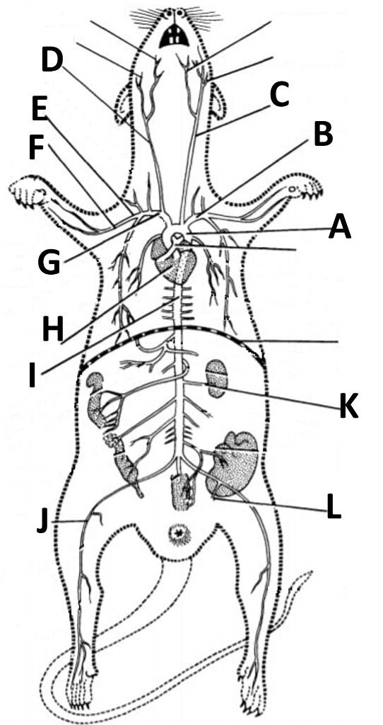 Solved I In this rat dissection view, what letter points to | Chegg.com ...