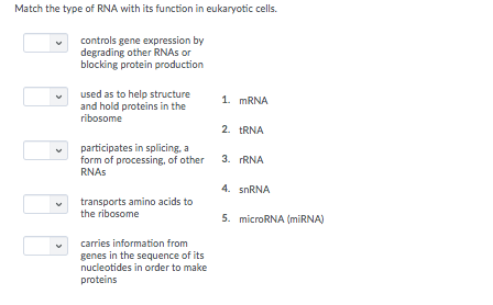 Solved Match the type of RNA with its function in eukaryotic | Chegg.com