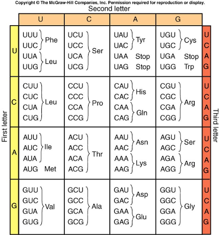 Solved a) What is example of an amino acid in the codon | Chegg.com