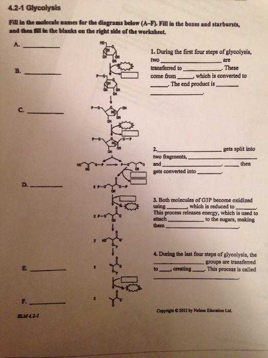 Solved: 4.2-1 Glycolysis Fill In The Molecule Names For Th... | Chegg.com