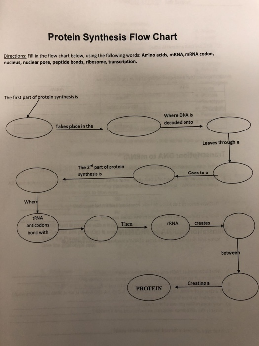 solved-protein-synthesis-flow-chart-directions-fill-in-the-chegg