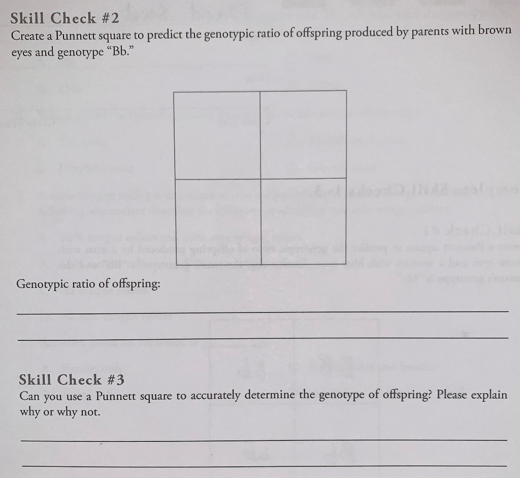 Solved Skill Check #2 Create a Punnett square to predict the | Chegg.com