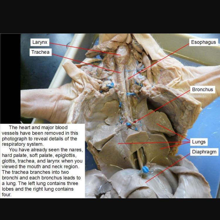 fetal pig trachea