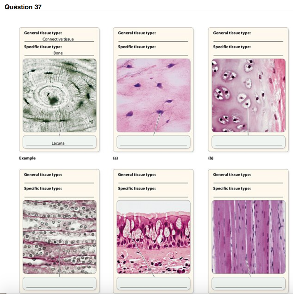 connective-tissue-types