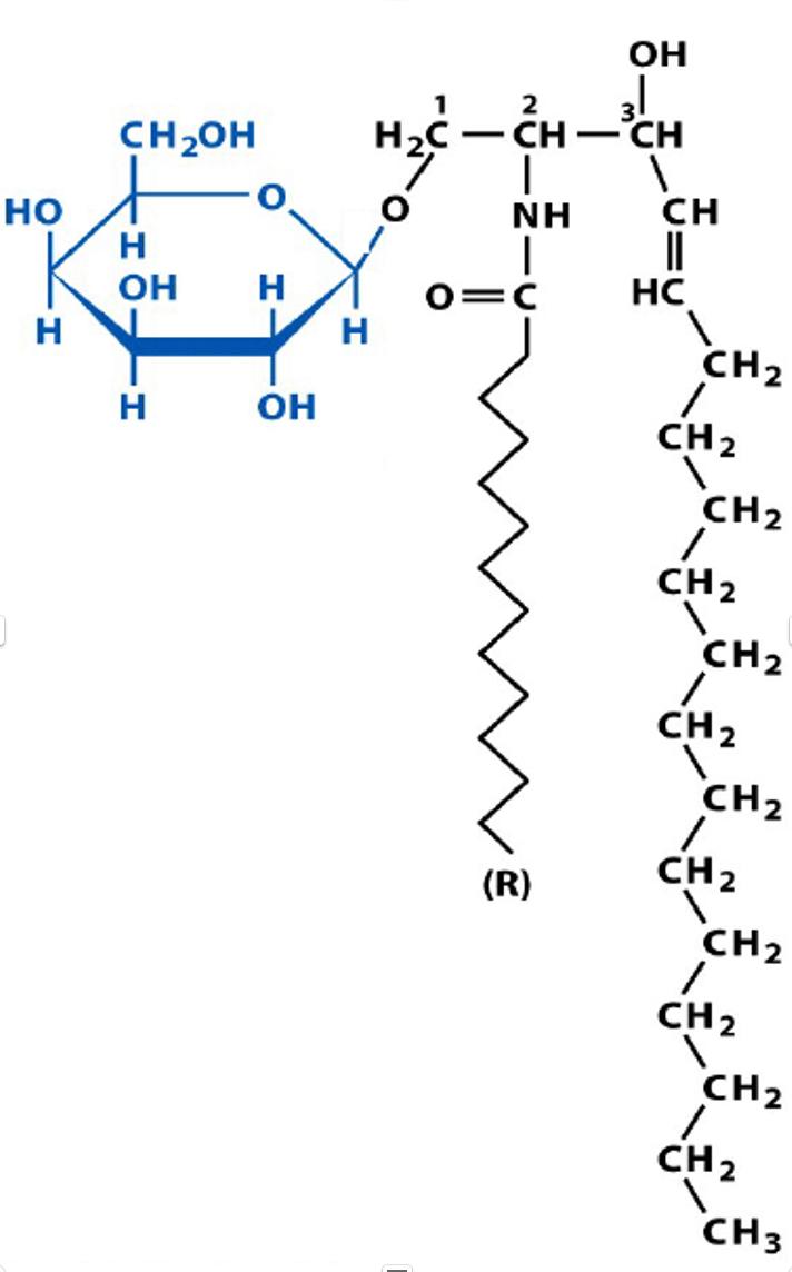 Solved НО Н Ch₂oh то--І ОН H Н Oh Н 2 Ch I Nh I 0=c H2c (r) 