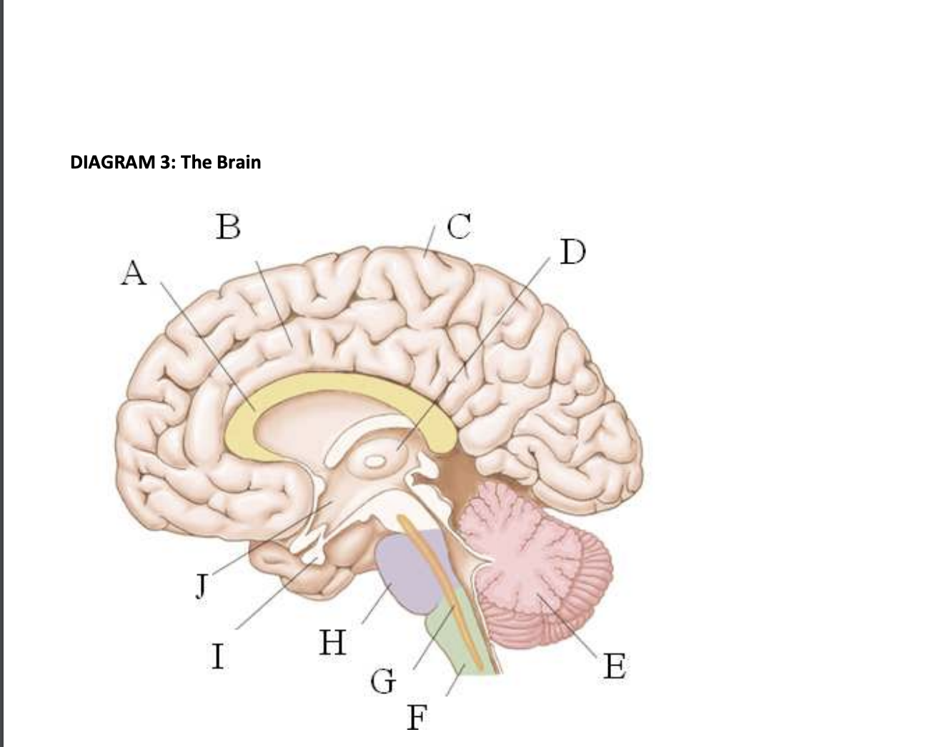 Fake brain 3 Diagram