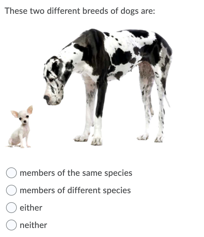 are different dogs different species